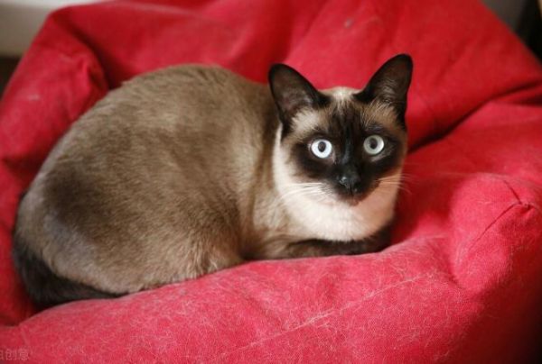 猫咪品种介绍大全，哪种猫咪更适合你？