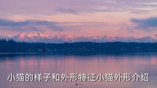 小猫的样子和外形特征小猫外形介绍