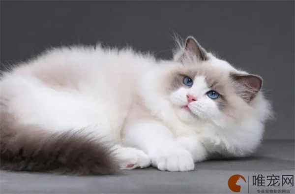 宠物猫的品种大全排行榜