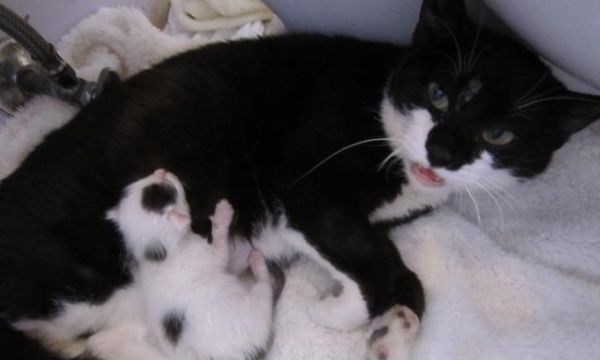 母猫生下来小猫的特征与品种解析（从毛色到眼形）