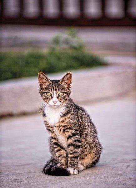 宠物猫品种有哪些