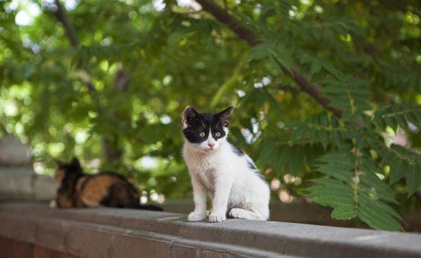 宠物猫品种有哪些