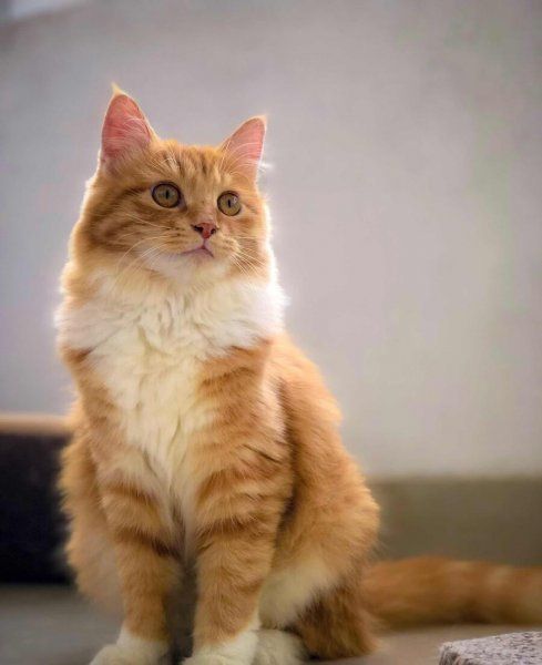宠物猫品种有哪些