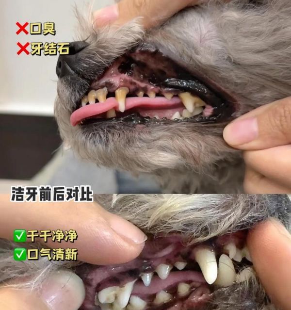 如何挑选适合狗狗的零食（宠物的健康离不开正确的零食选择）