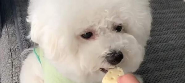 如何让宠物狗狗吃零食更健康？（注意狗狗的食物选择、食用量以及适当的训练方式）