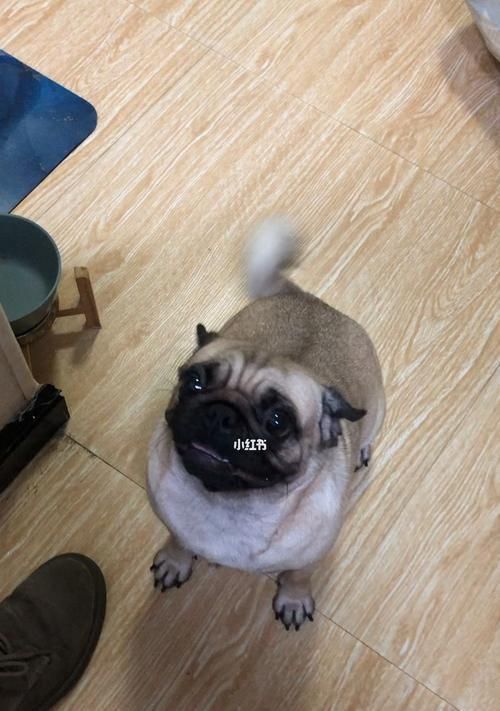 如何让宠物狗狗吃零食更健康？（注意狗狗的食物选择、食用量以及适当的训练方式）