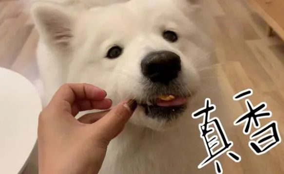 好吃又不贵的6款狗零食推荐！来看看吧