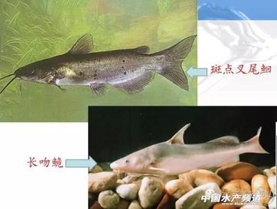 养殖本地土著鱼类需要注意的问题（养殖本地土著鱼类的第一步是选择合适的品种的第一步）