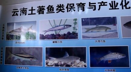 养殖本地土著鱼类需要注意的问题（养殖本地土著鱼类的第一步是选择合适的品种的第一步）