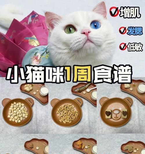 猫咪减肥时应选择哪种猫粮？如何制定合理的饮食计划？