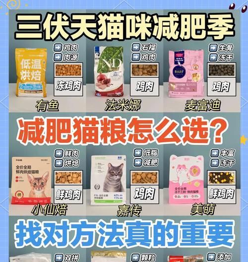猫咪减肥时应选择哪种猫粮？如何制定合理的饮食计划？
