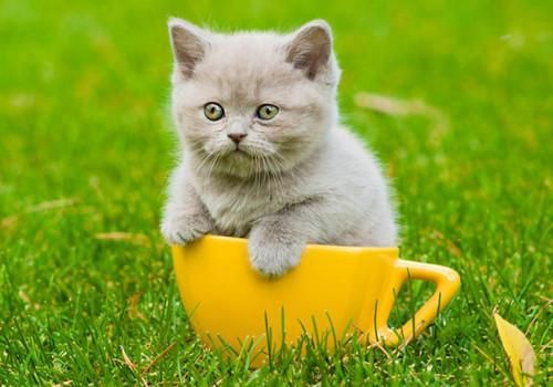 宠物猫减肥攻略：科学饮食，适量运动。