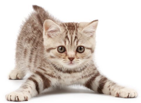 宠物猫减肥攻略：科学饮食，适量运动。