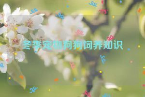 冬季宠物狗狗饲养知识