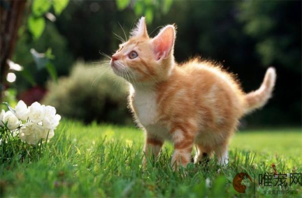 自制猫食的简单做法 便宜又营养的猫饭