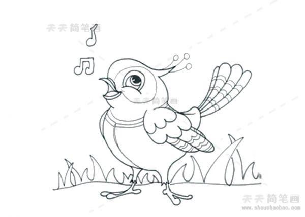 喜鹊简笔画,喜鹊简笔画彩色,喜鹊简笔画步骤