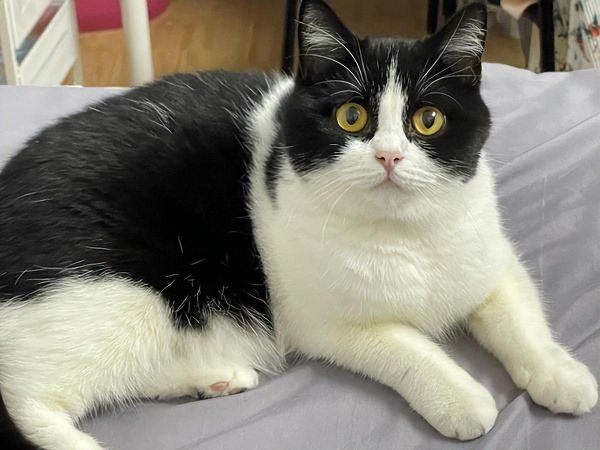中国田园猫有哪些品种