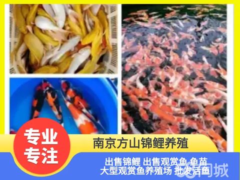 南京方山锦鲤养殖·南京方山锦鲤 出售锦鲤 出售观赏鱼 大型观赏鱼养殖场 批发活鱼，鱼苗