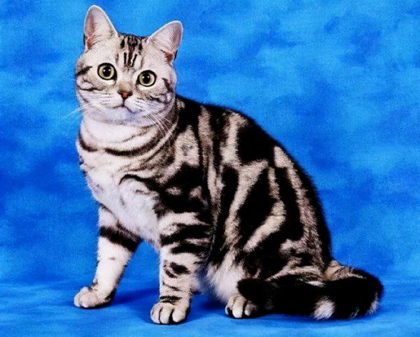 宠物猫的品种图片名字大全