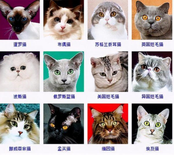 宠物猫的品种图片名字大全