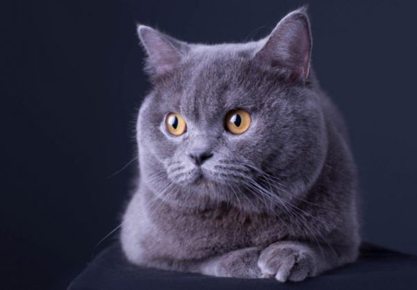 宠物猫的品种图片名字大全