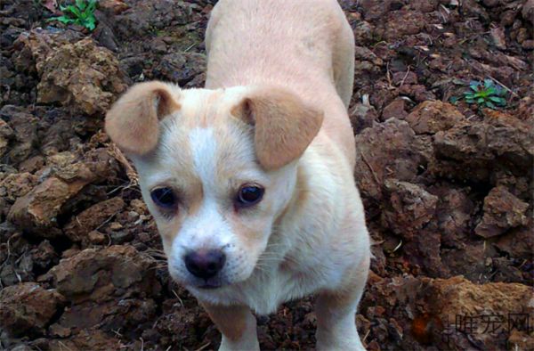 2个月中华田园犬的食谱