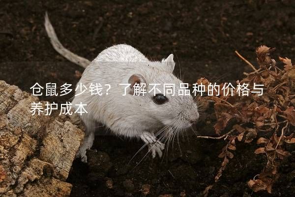 仓鼠多少钱？了解不同品种的价格与养护成本