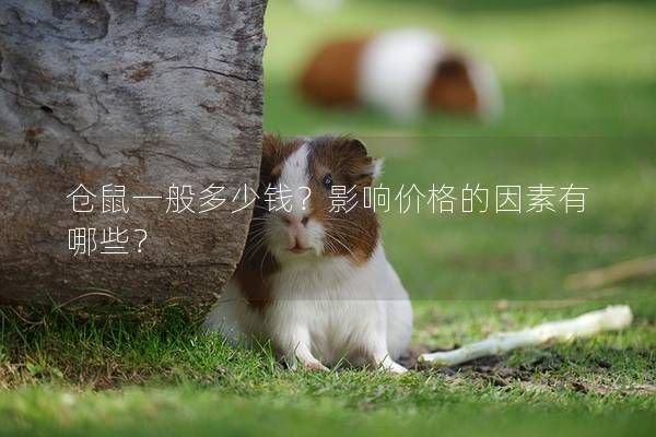 仓鼠一般多少钱？影响价格的因素有哪些？
