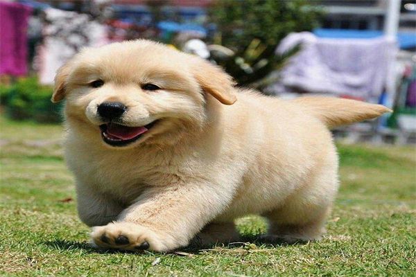 史毕诺犬的饲养要点