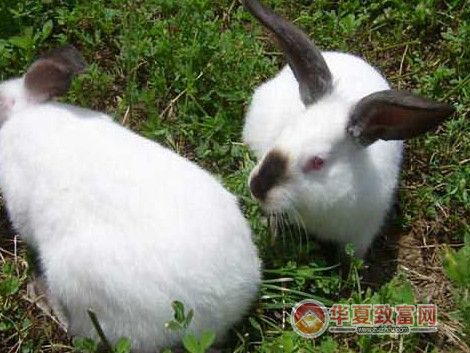 兔子养殖技术分享
