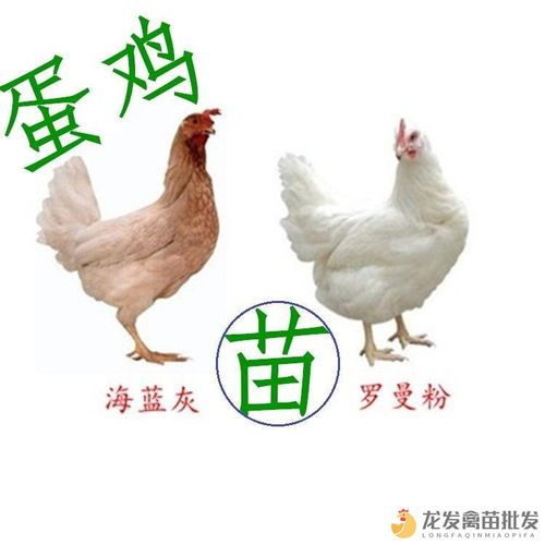 “宠物孵化指南：轻松孵化小鸟成宠物”
