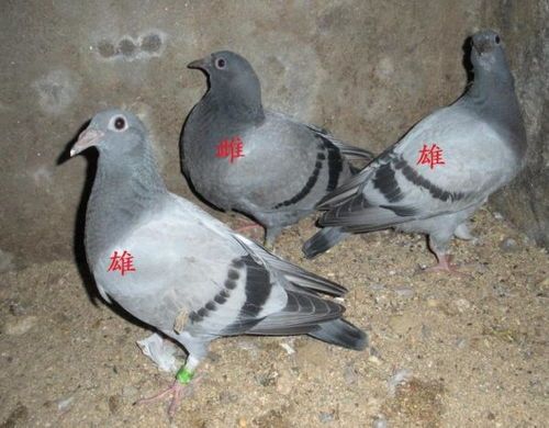 如何与宠物鸟沟通:技巧与互动指南