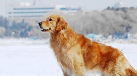 如何挑选优质颗粒狗粮？只要记住两点，让你的爱犬远离劣质粮