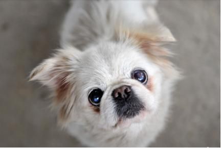 如何挑选优质颗粒狗粮？只要记住两点，让你的爱犬远离劣质粮