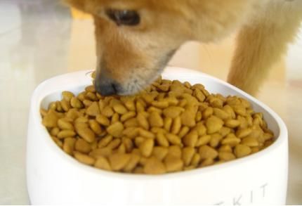 如何挑选优质颗粒狗粮？只要记住两点，让你的爱犬远离劣质粮