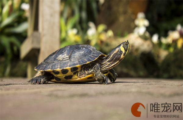 乌龟最爱吃的10种食物有哪些 正确喂食方法