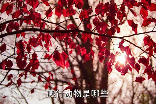 爬行动物是哪些