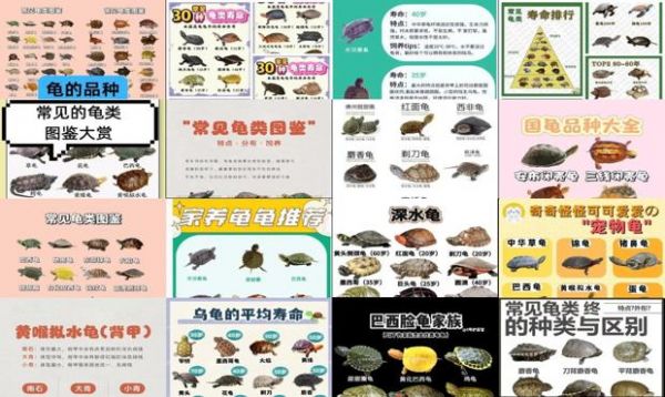 宠物龟的种类 图解