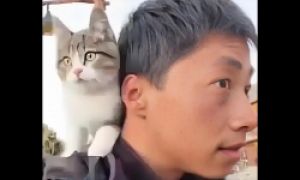 网红小猫“悟空”疑因中毒去世:全身骨骼内脏完好,排除车祸可能