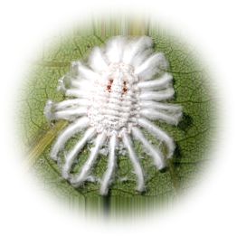 介殼蟲