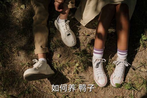 如何养 鸭子