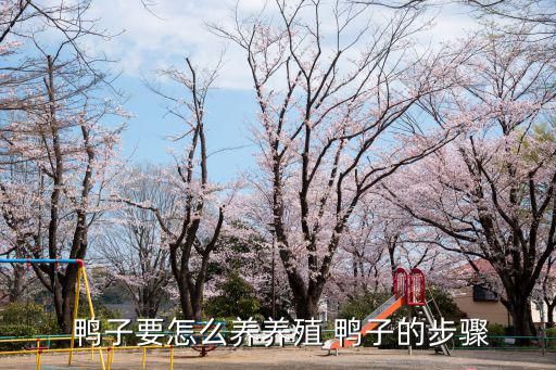  鸭子要怎么养养殖 鸭子的步骤