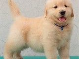 光明新区哪里有卖金毛犬 宠物养殖基地 可视频挑选