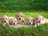 深圳专业犬舍-萨摩耶出售 纯种健康保障 全国发货