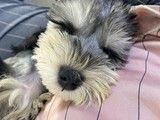 深圳专业宠物养殖基地-巴哥犬幼犬出售 纯种健康保障 疫苗驱虫已做