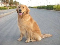 贵宾犬幼犬出售-深圳CKU认证犬舍直销 纯种健康保障 疫苗驱虫已做