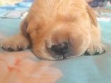 哪里买宠物狗-深圳专业犬舍 24小时来电咨询 预约