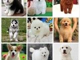 深圳犬舍直销 宠物养殖基地 出售各品种宠物幼犬 优质货源 包健康