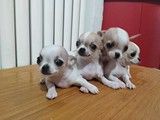 深圳福田哪里有犬舍基地吉娃娃 本地犬舍 上门挑选 纯种健康
