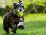 深圳专业犬舍-阿拉斯加犬出售幼犬 欢迎现场挑选狗狗